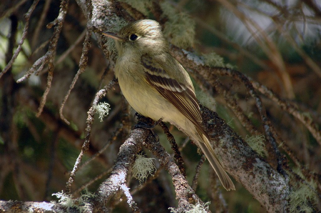 Flycatcher, Cordilleran, 2007-06141769 Holzwarth Historic Site, RMNP.JPG - Cordilleran Flycatcher. Holzwarth Historic Site, RMNP, 6-14-2007